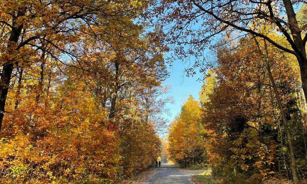 Jesień w Ajurwedzie: Sezon Zmiennych Energii i Wyzwań.